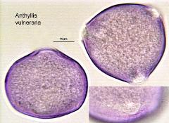 hydrated pollen