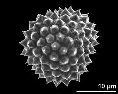 hydrated pollen, polar view