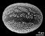 hydrated pollen grain