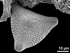 polar proximal view