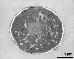 pollen grain in cross section