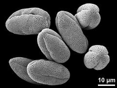 dry pollen grains