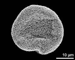 dry pollen grain