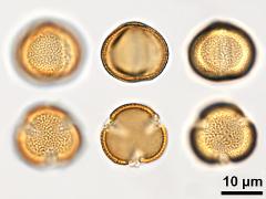 acetolyzed pollen