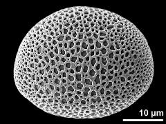 polar proximal view