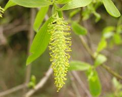 male flowers