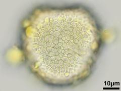 hydrated pollen,polar view,pollenkitt