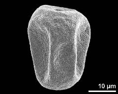 dry pollen grain in equatorial view