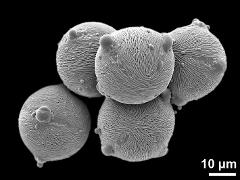 hydrated pollen grains