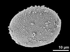 hydrated pollen grain