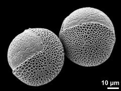 hydrated pollen grains