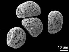 dry pollen