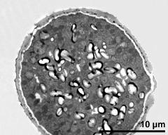 cross section of pollen grain