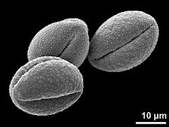 dry pollen grains