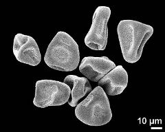 dry tetrads