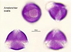 hydrated pollen