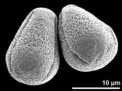 dry pollen