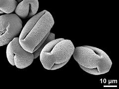 dry pollen grains