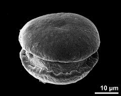 dry pollen grain