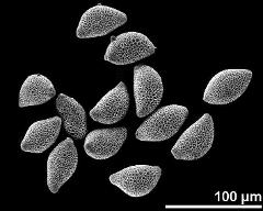 hydrated pollen grains