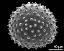 hydrated pollen grain