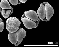 dry pollen grains