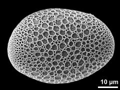 polar proximal view