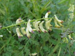 inflorescence(s)