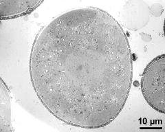 pollen grain in cross section