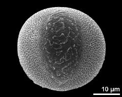 hydrated pollen, equatorial view