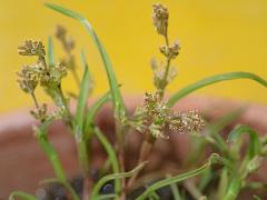 inflorescence(s)