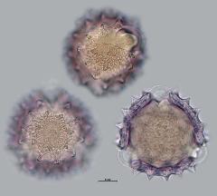 hydrated pollen