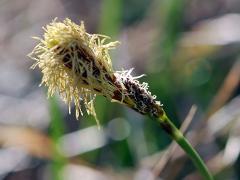 inflorescence(s)