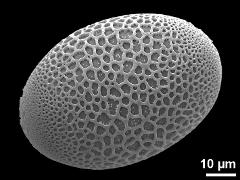 proximal polar view