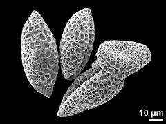 dry pollen grains