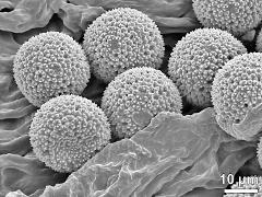 dry pollen grains