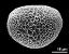 hydrated pollen grain