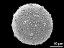 hydrated pollen grain