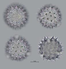 hydrated pollen