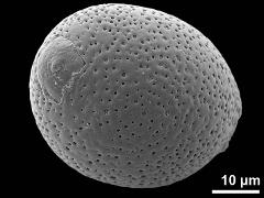 hydrated pollen