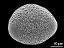 hydrated pollen grain