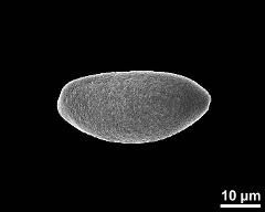 dry pollen grain in polar view (proximal)