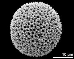 dry pollen grain