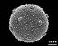 hydrated pollen grain