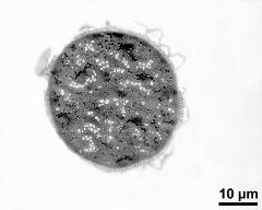 pollen grain in cross section