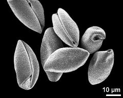 dry pollen grains