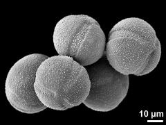 hydrated pollen grains