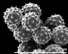 dry pollen grains