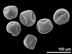 dry pollen grains