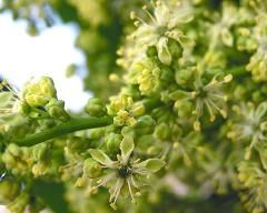 detail of flower(s)